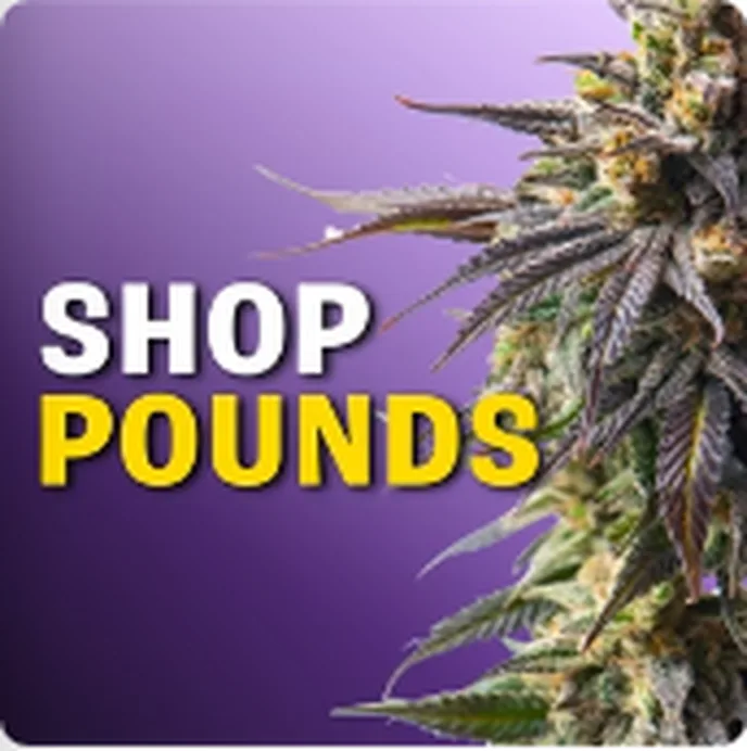 Shop wholesale and pounds