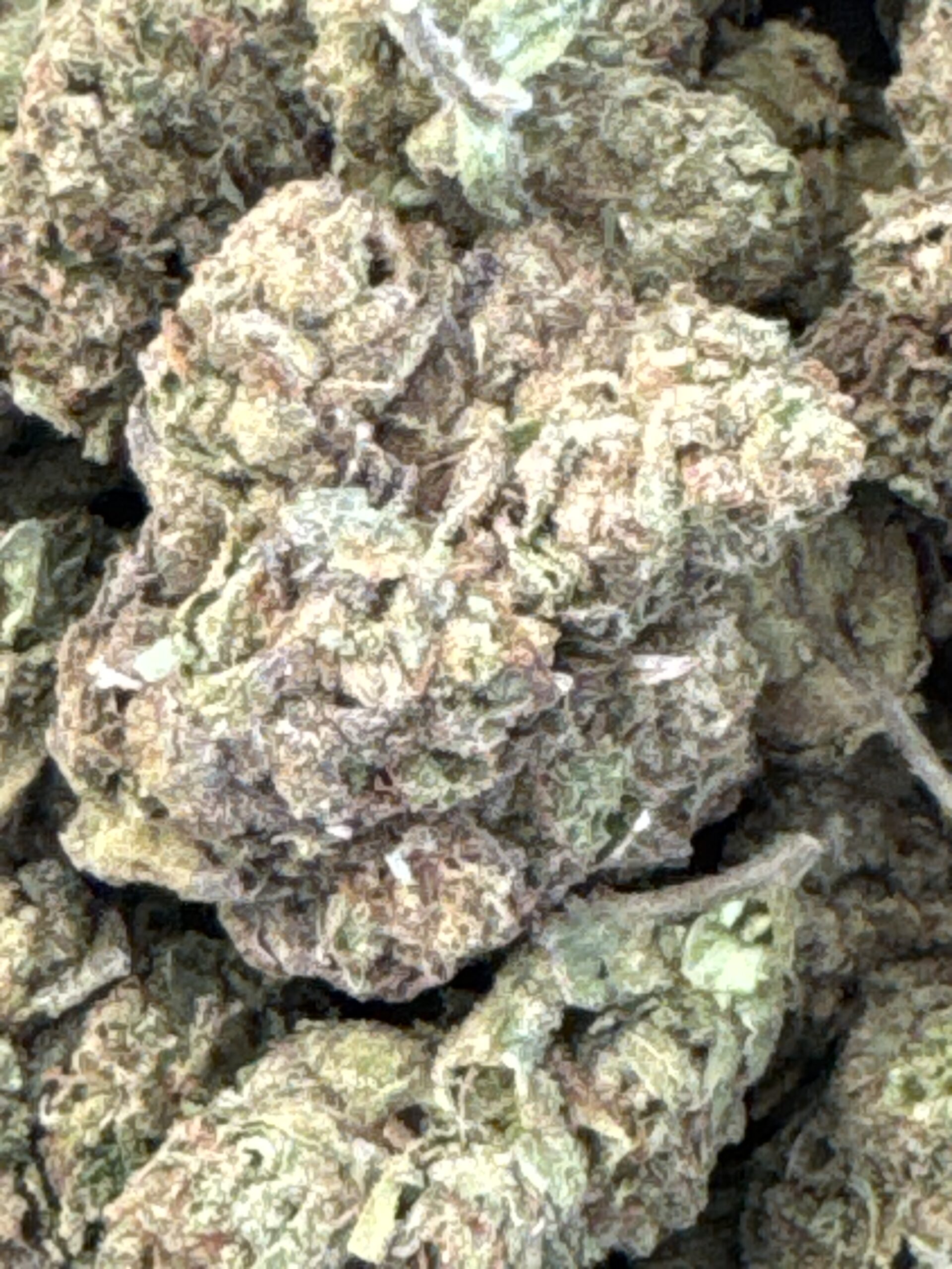 Cookie Dog (Greenhouse) - 14g